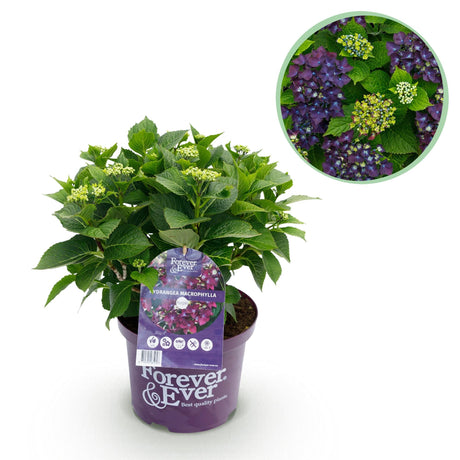 Livraison plante Hortensia Forever & Ever – Pot 23 cm – Hauteur 55 cm