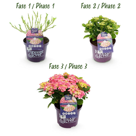 Livraison plante Hortensia Forever & Ever – Pot 23 cm – Hauteur 55 cm