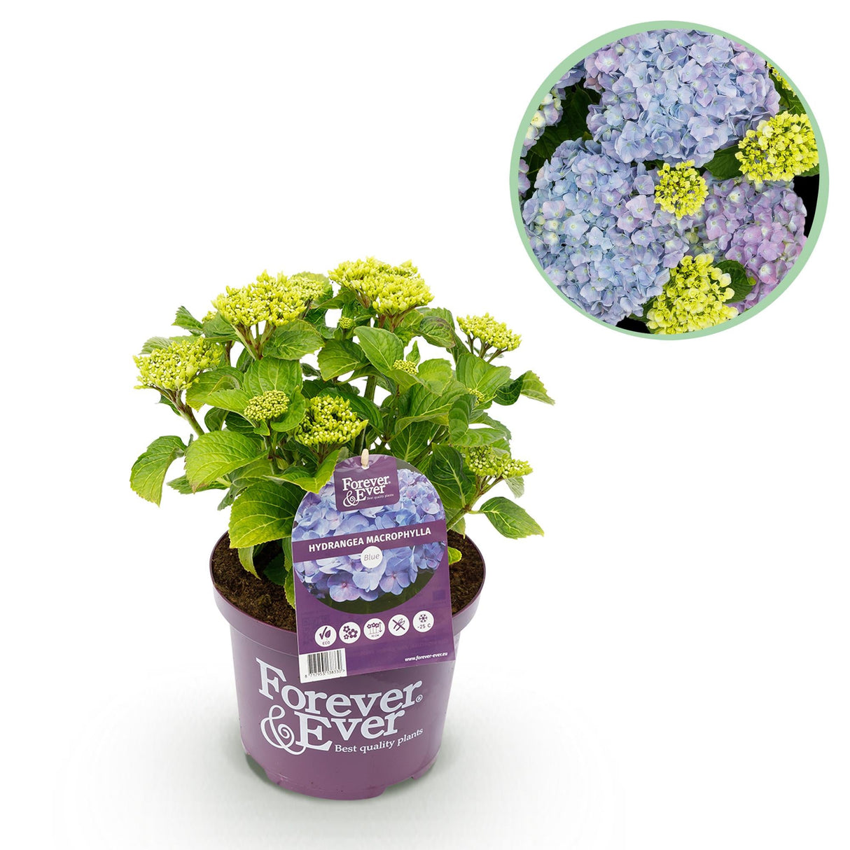 Livraison plante Hortensia Forever & Ever – Pot 23 cm – Hauteur 55 cm