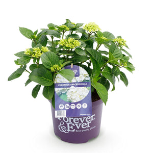 Livraison plante Hortensia Forever & Ever – Pot 23 cm – Hauteur 55 cm