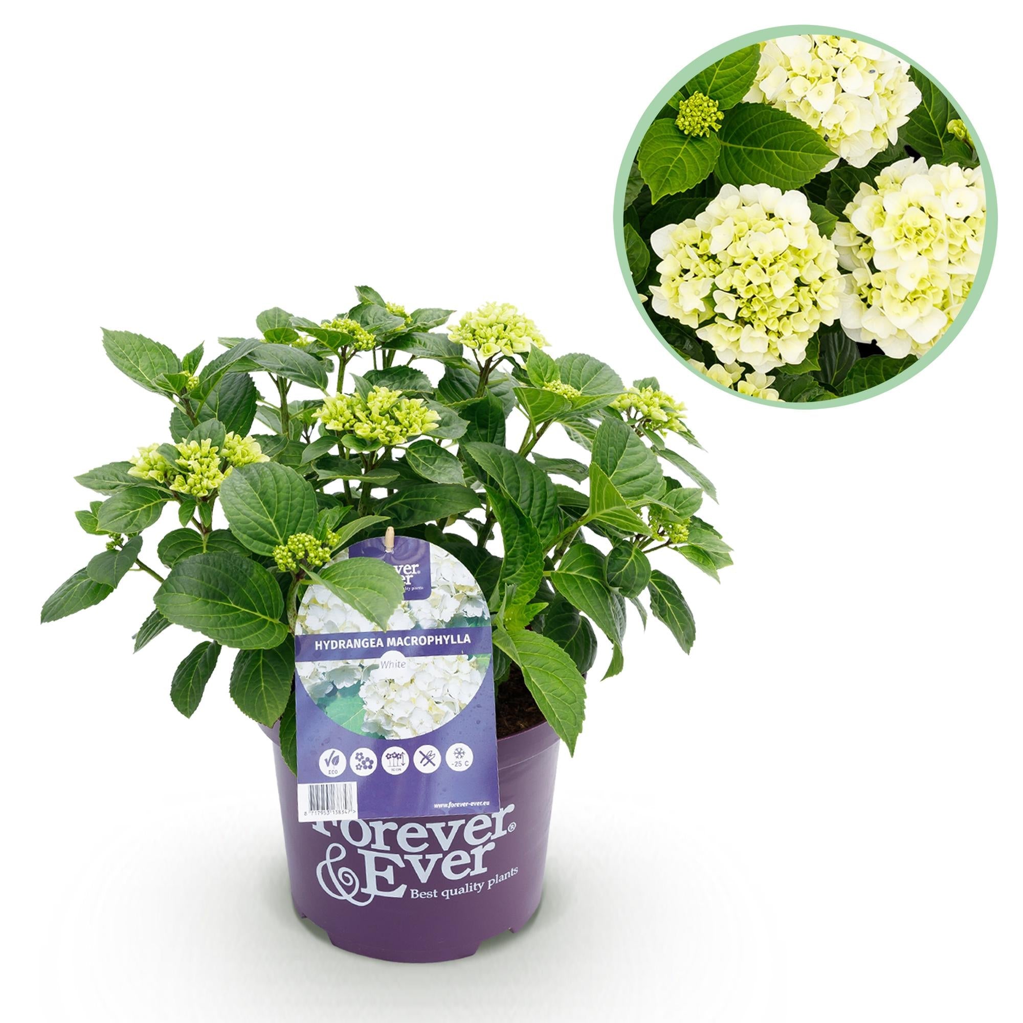 Hortensia Forever & Ever Bleu - Plante En Pot 23 Cm, Hauteur 55 Cm - 7 à 12 Fleurs - Idéal Massif, Terrasse Ou Balcon