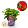 Livraison plante Hortensia Forever & Ever Rouge – Pot 23 cm – Hauteur 55 cm