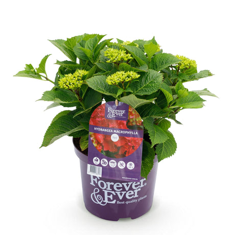 Livraison plante Hortensia Forever & Ever Rouge – Pot 23 cm – Hauteur 55 cm