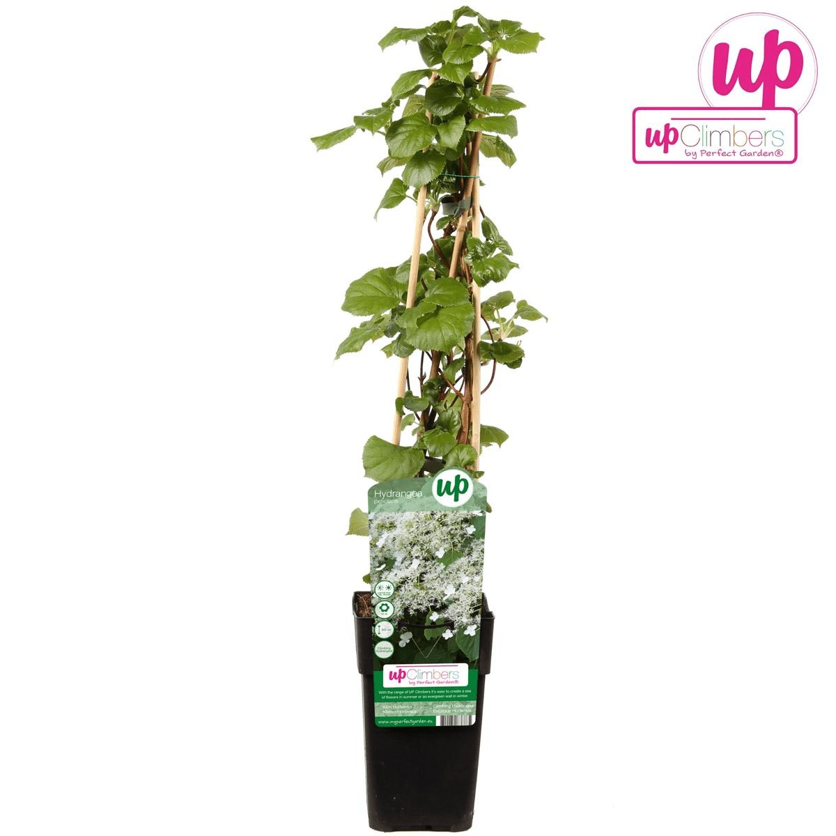 Livraison plante Hortensia grimpant - ↨65 cm - Ø15 - plante d'extérieur fleurie et grimpante