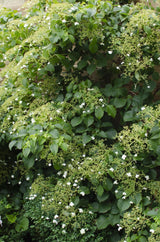 Livraison plante Hortensia grimpant - lot de 4 - ↨65cm - Ø15 - plante d'extérieur