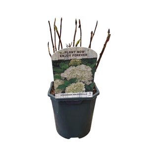 Livraison plante Hortensia Macrophylla Blanc – Pot 17 cm – Hauteur 30 cm