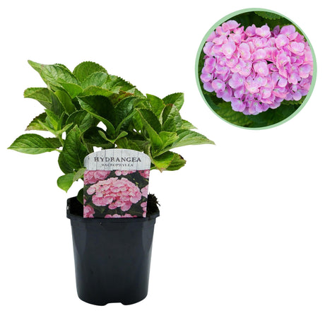 Livraison plante Hortensia macrophylla Pink – Pot 17 cm – Hauteur 30 cm