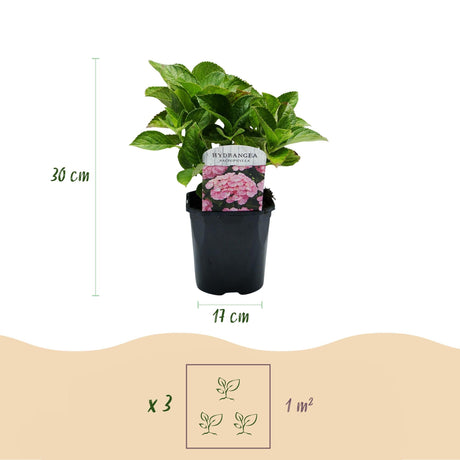 Livraison plante Hortensia macrophylla Pink – Pot 17 cm – Hauteur 30 cm