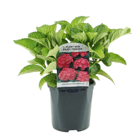 Livraison plante Hortensia macrophylla Rouge – Pot 17 cm – Hauteur 30 cm
