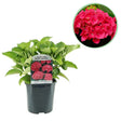 Livraison plante Hortensia macrophylla Rouge – Pot 17 cm – Hauteur 30 cm