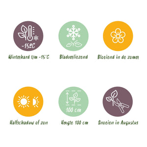 Livraison plante Hortensia Magical Green Fire – Lot de 2 – Pot 23 cm