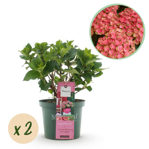 Livraison plante Hortensia Magical Green Fire – Lot de 2 – Pot 23 cm