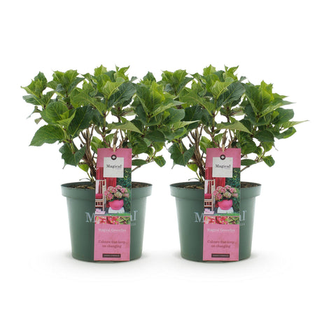 Livraison plante Hortensia Magical Green Fire – Lot de 2 – Pot 23 cm