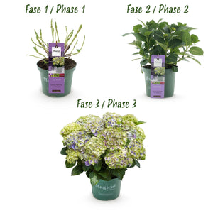 Livraison plante Hortensia Magical Jewel Blue – Lot de 2 – Pot 23 cm