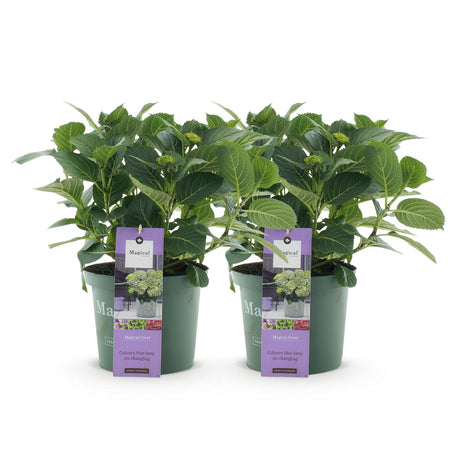 Livraison plante Hortensia Magical Jewel Blue – Lot de 2 – Pot 23 cm