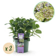 Livraison plante Hortensia Magical Jewel Blue – Lot de 2 – Pot 23 cm