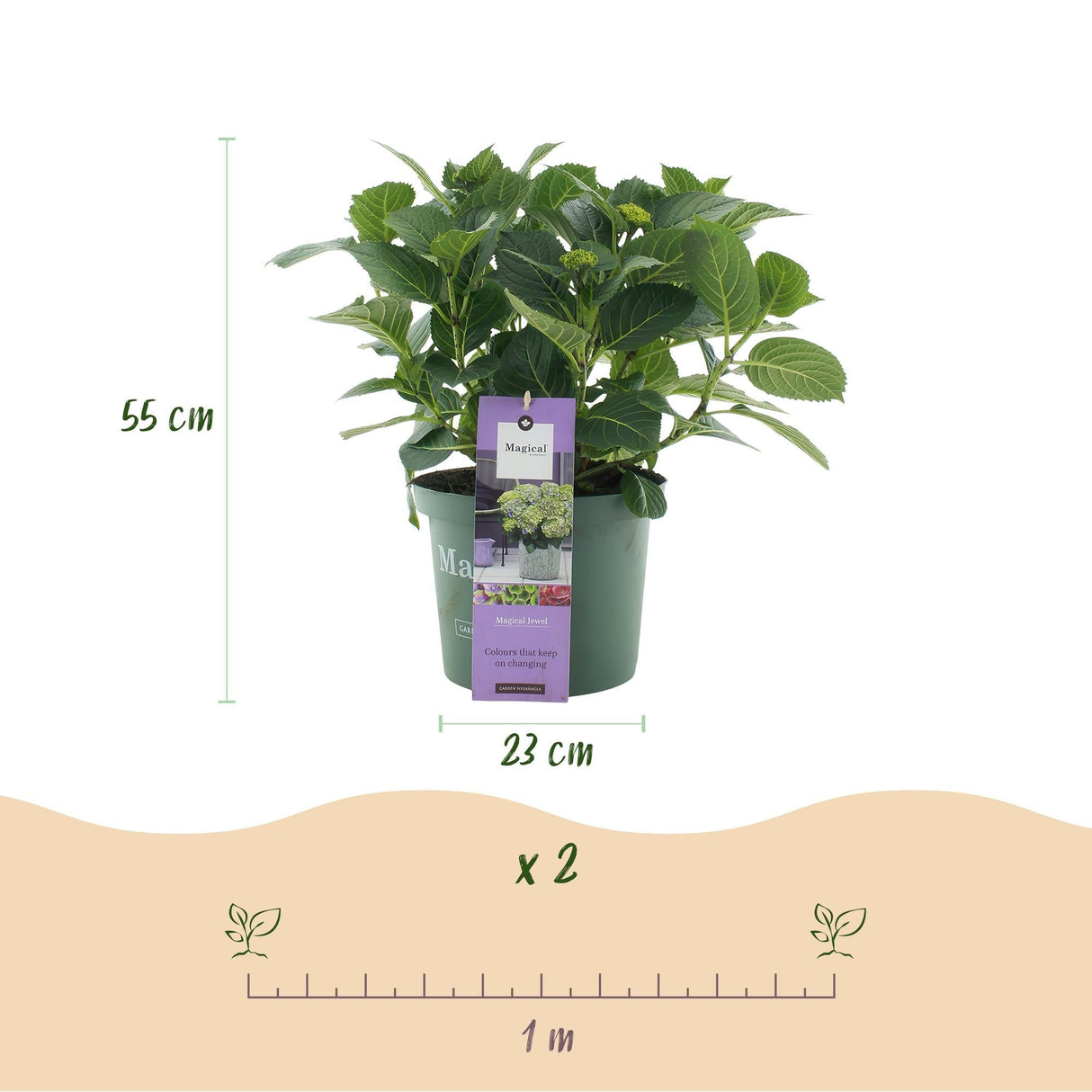 Livraison plante Hortensia Magical Jewel Blue – Lot de 2 – Pot 23 cm
