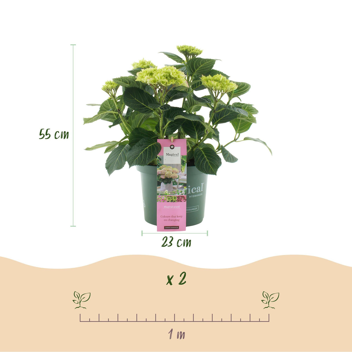 Livraison plante Hortensia Magical Jewel Pink – Lot de 2 – Hauteur 55 cm