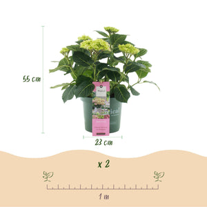 Livraison plante Hortensia Magical Jewel Pink – Pot 23 cm – Hauteur 55 cm