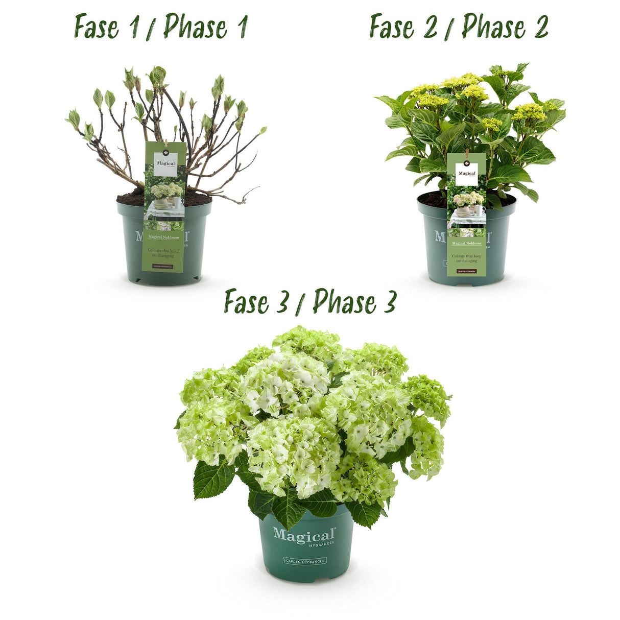 Livraison plante Hortensia Magical Noblesse – Lot de 2 – Pot 23 cm