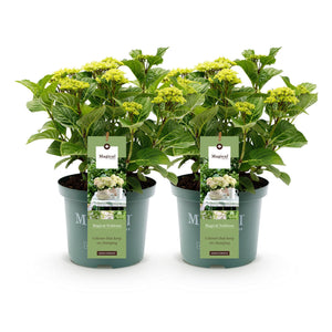 Livraison plante Hortensia Magical Noblesse – Lot de 2 – Pot 23 cm