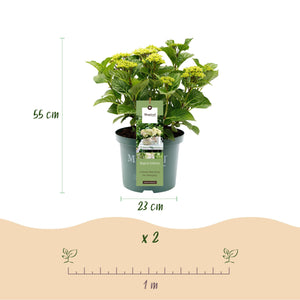 Livraison plante Hortensia Magical Noblesse – Pot 23 cm – Hauteur 55 cm