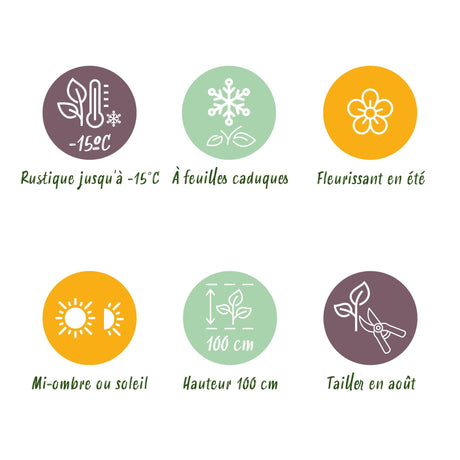 Livraison plante Hortensia Magical Noblesse – Pot 23 cm – Hauteur 55 cm