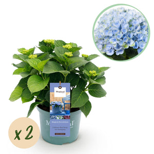 Livraison plante Hortensia Magical Revolution Blue – Lot de 2 – Pot 23 cm