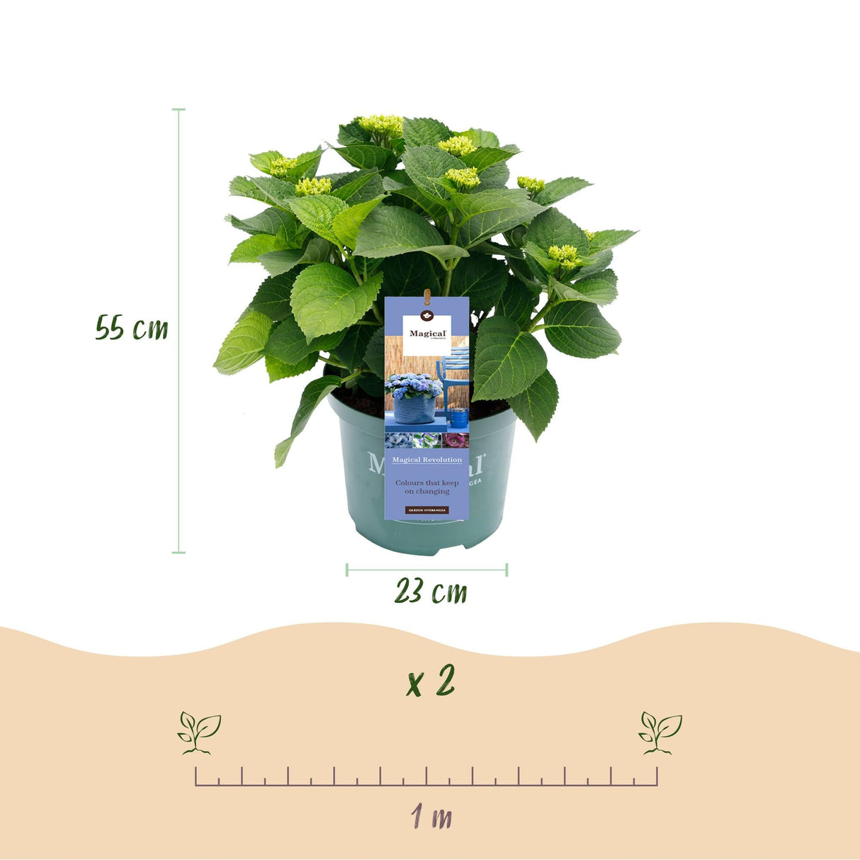 Livraison plante Hortensia Magical Revolution Blue – Pot 23cm – Hauteur 55cm