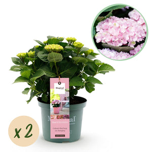 Livraison plante Hortensia Magical Revolution Pink – Lot de 2 – Pot 23 cm