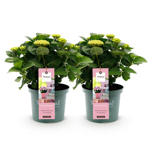 Livraison plante Hortensia Magical Revolution Pink – Lot de 2 – Pot 23 cm