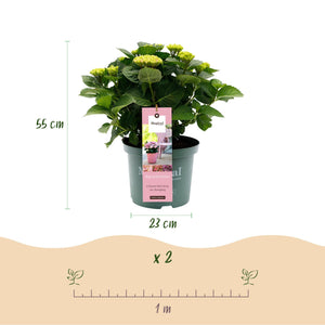 Livraison plante Hortensia Magical Revolution Pink – Lot de 2 – Pot 23 cm