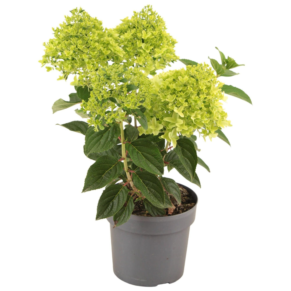 Livraison plante Hortensia Paniculata Blanc jaune clair