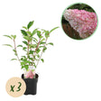 Livraison plante Hortensia paniculata Vanille Fraise – Lot de 3 – Pot 17 cm