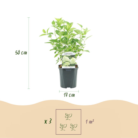 Livraison plante Hortensia Panniculata Limelight – Pot 17 cm – Hauteur 50 cm