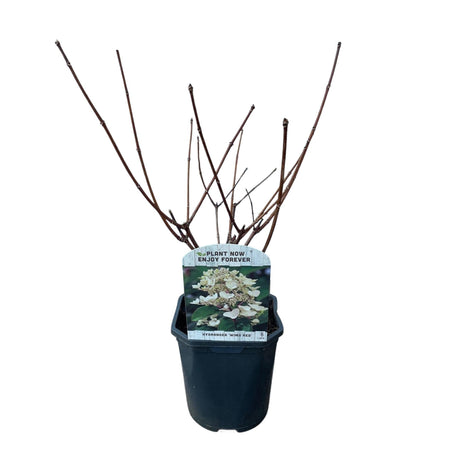 Livraison plante Hortensia Panniculata Wims Red – Lot de 3 – Hauteur 50 cm