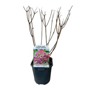 Livraison plante Hortensia Pink Diamond – Lot de 3 – Pot 17cm – Hauteur 50cm