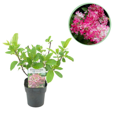 Livraison plante Hortensia rose diamant en pot x1