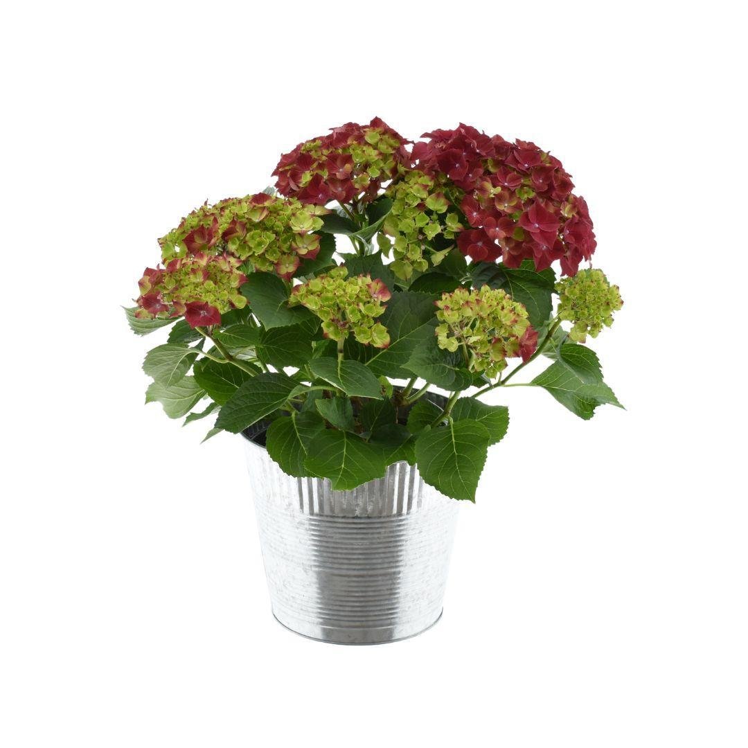 Livraison plante Hortensia rouge 7 - 12 têtes avec pot zinc - plante fleurie d'extérieur