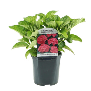 Livraison plante Hortensia rouge – Lot de 3 – Pot 17 cm – Hauteur 30 cm