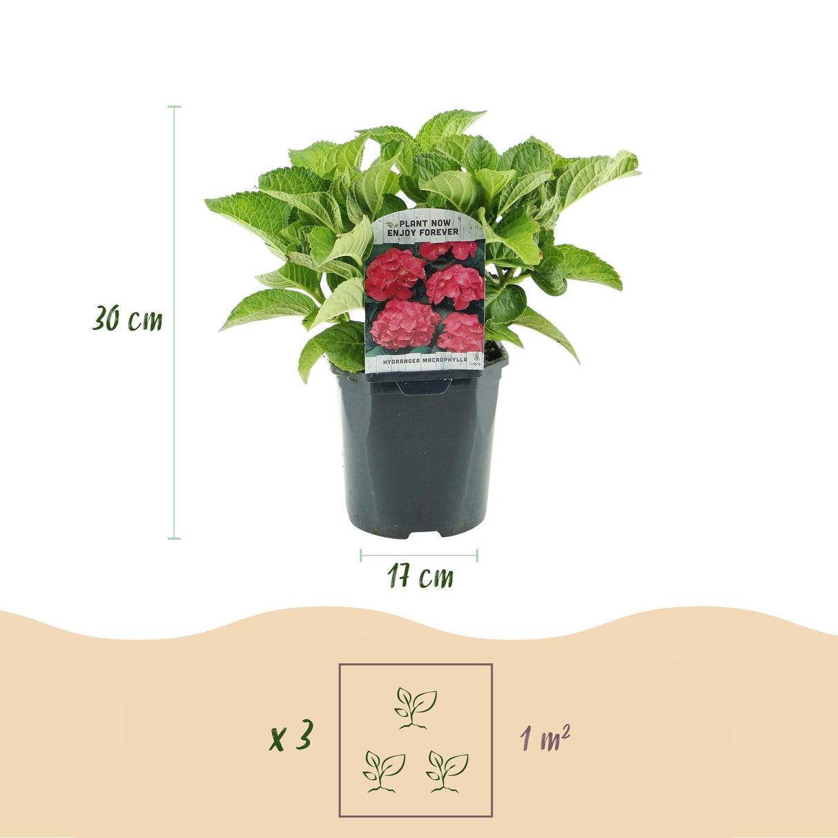 Livraison plante Hortensia rouge – Lot de 3 – Pot 17 cm – Hauteur 30 cm