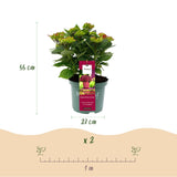 Livraison plante Hortensia Ruby Tuesday&Sapphire – Pot 23 cm – Hauteur 55 cm