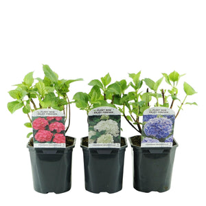 Livraison plante Hortensia Tricolour – Lot de 3 – Pot 17 cm – Hauteur 30 cm