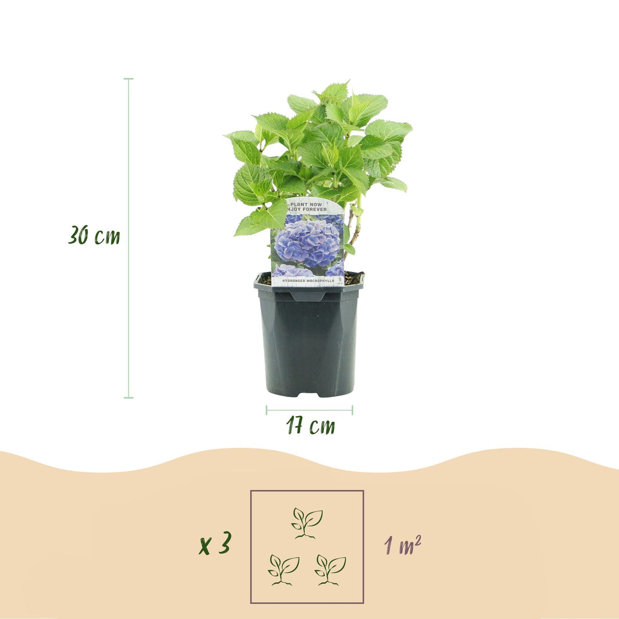 Livraison plante Hortensia Tricolour – Lot de 3 – Pot 17 cm – Hauteur 30 cm