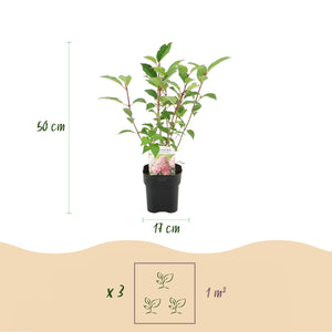 Livraison plante Hortensia Vanille Fraise – Lot de 1 – Pot 17 cm