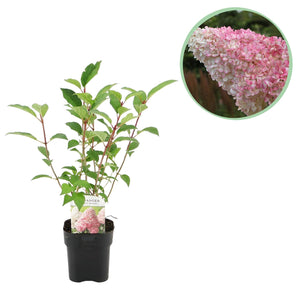 Livraison plante Hortensia Vanille Fraise x1