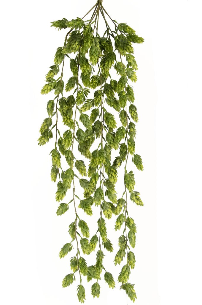 Livraison plante Houblon - Feuillage artificiel à suspendre