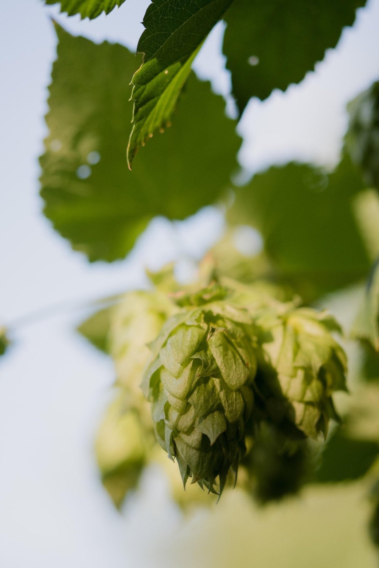 Livraison plante Houblon - humulus lupulus 'nordbrau' - ↨65cm - Ø15 - plante d'extérieur