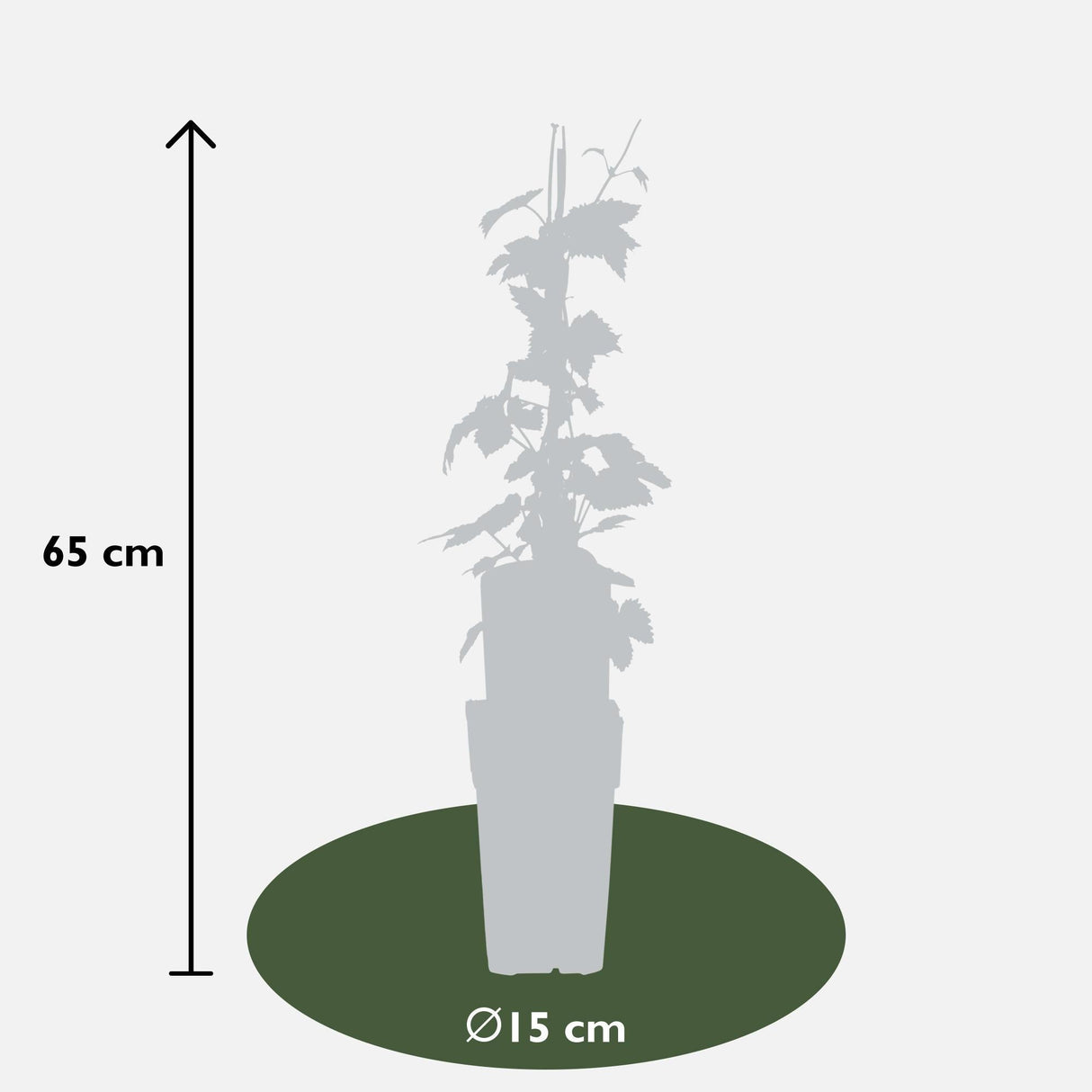 Livraison plante Houblon - humulus lupulus 'nordbrau' - ↨65cm - Ø15 - plante d'extérieur