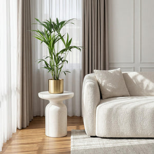 Livraison plante Howea Forsteriana